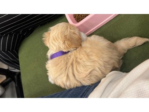 2.5 aylık dişi yavrumuz maltipoo