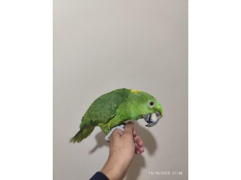 Üst düzey konuşan sarı ense amazon
