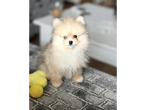 Pomeranian boo yavrular