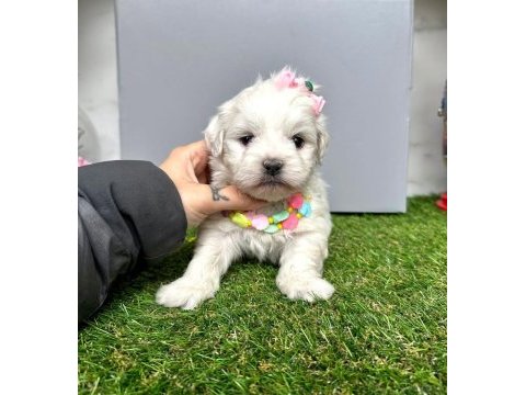 Maltese terrier yavrularımız dişi ve erkek
