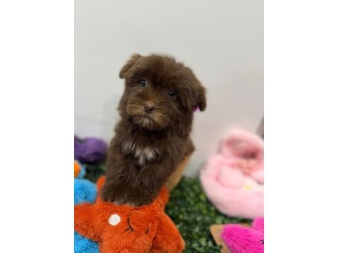 Kore maltipoo kg garantili yavrum tuvalet eğitimli