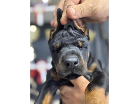 Harika european doberman yavruları