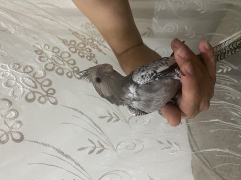 Yavru kuşlar ele alıştırmalık