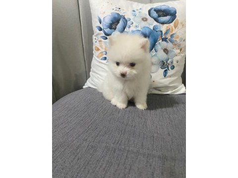 Kar beyaz erkek pomeranian