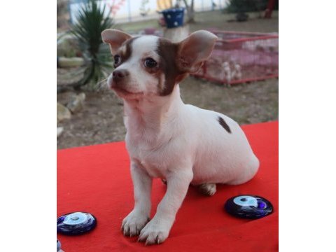 Chihuahua erkek yavru teacup marjinal renk