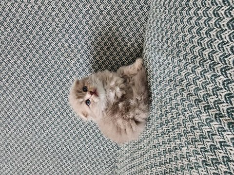Safkan british longhair yavrular