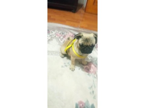 5 aylık pug