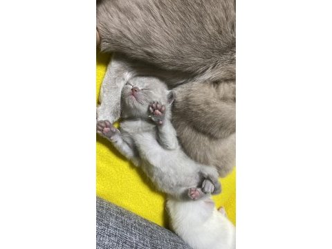 30 günlük scottish fold yavrular sütten kesilince