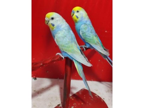 Rainbow takım ve yavru muhabbet kuşlar