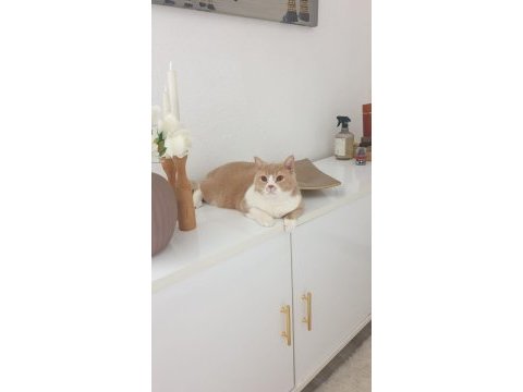 Ücretsiz british shorthair erkek