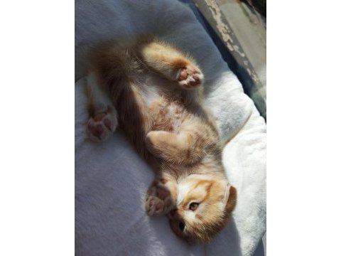 Kedimiz bobi yeni evini arıyor