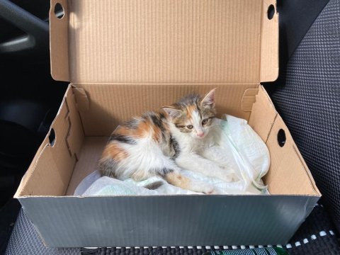 Kediye sokakta kalmaması için acil yuva