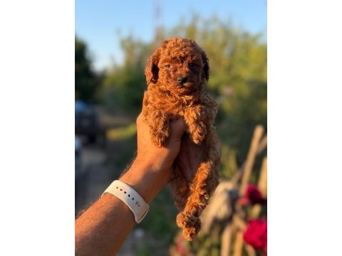 Show kalite miniboy teacup poodle 