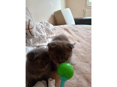 Safkan a kalite 1 buçuk aylık kedimiz merkür - venüs