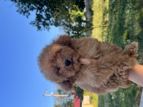 Orjinal minyatür toy poodle