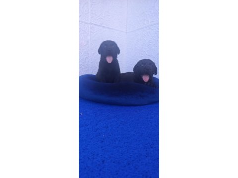 Kahve ve siyah orjinal labrador yavrular