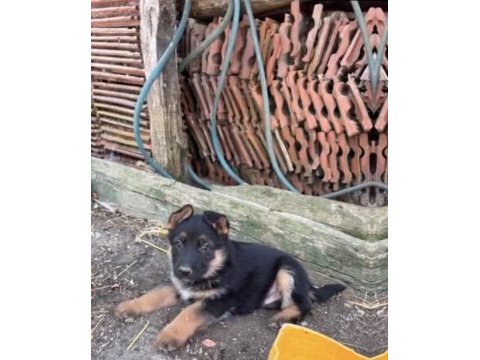 K9 alman kurdu 38 günlük 3 dişi