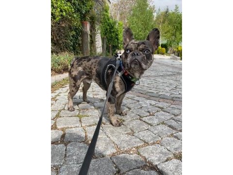 Erkek merle french bulldog 1.5 yaşında çipli