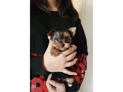 Yorkshire terrier