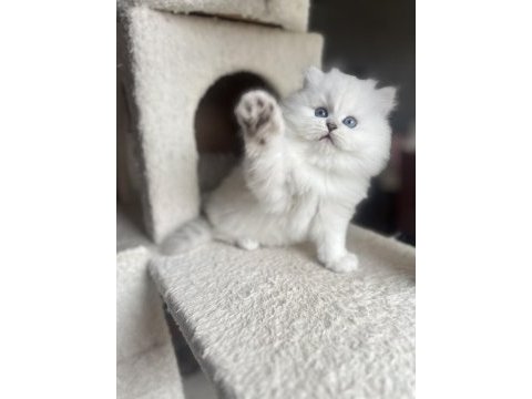 Safkan british longhair erkek