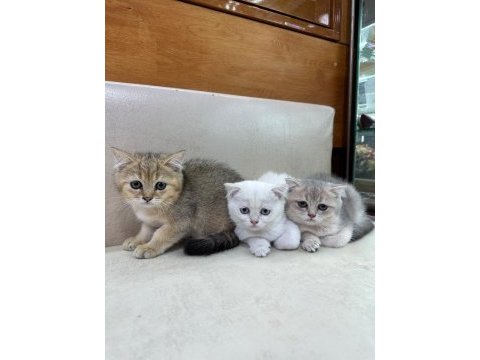 British shorthair yavrularımız