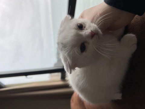 Yavru scottish fold kedisi