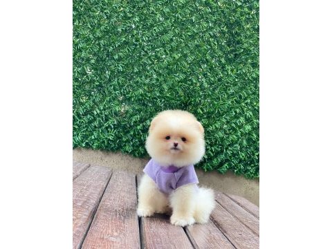 Sevimli pomeranian köpekler