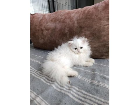 70 günlük british longhair