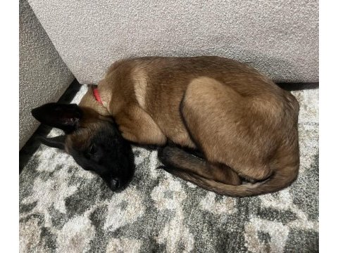 Saf kan orjinalden belçika kurt malinois
