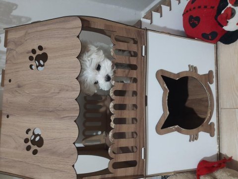 Kore kan 2 aylık erkek köpeğimiz