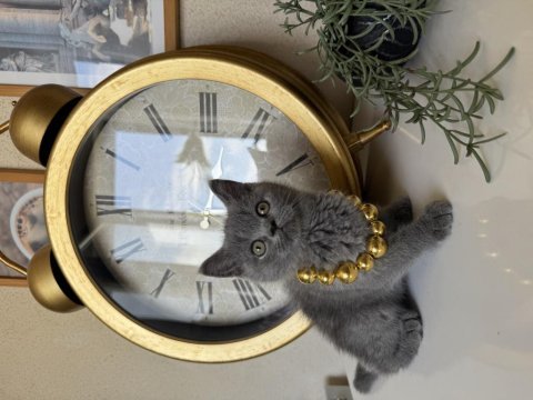 British shorthair safkan yavru
