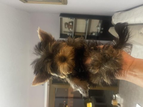 Yorkshire terrier mini mini minikler