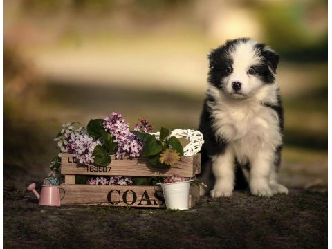 Şirin mi şirin border collie yavrularım