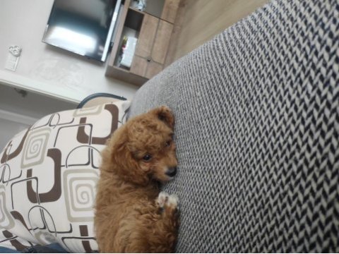 3 aylık dişi poodle