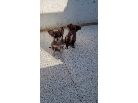 Teacup longhair chihuahua erkek yavru