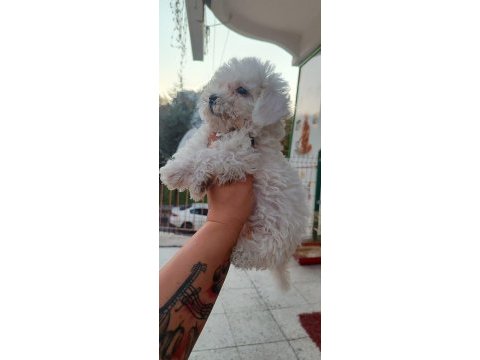 Dişi erkek güzellik abideleri maltese bebekler