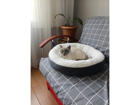 2 yaşında british shorthair