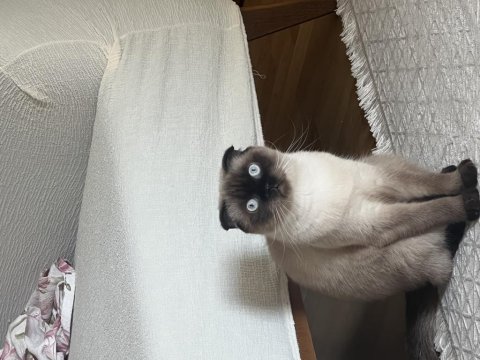 2 yaşında eğitimli scottish fold