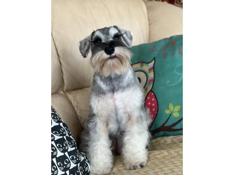 Fcı pedigreeli miniature schnauzer yavruları