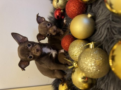 Minyatür elma kafa chihuahua bebeklerimiz