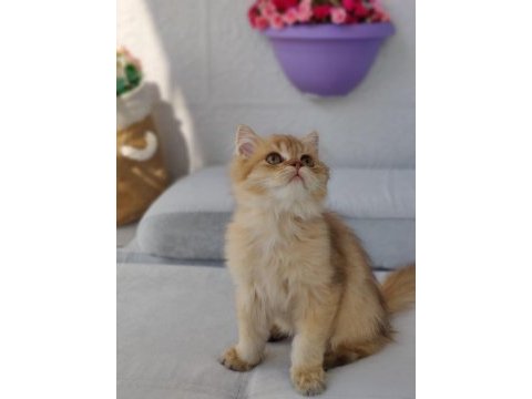 Leo british longhair