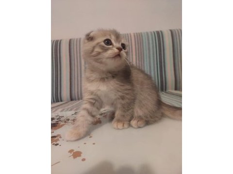 Scottish fold kedileri