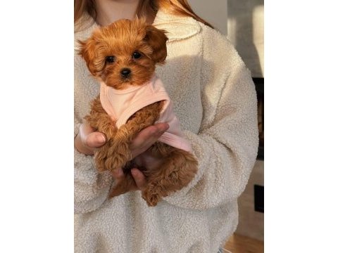 Maltipoo bebeklerimiz