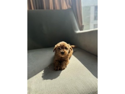 Kısa bacak maltipoo bebekler
