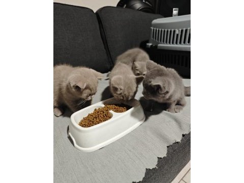 British shorthair her renk her türden yavrular