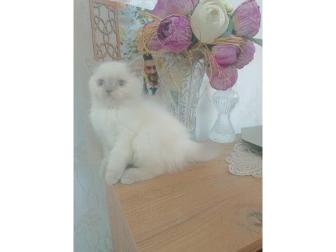 British shorthair blue point yavrular