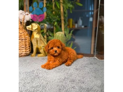 Garantili poodle bebekler
