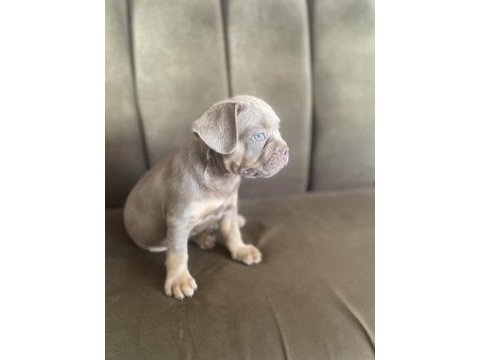 New shade isabella tan french bulldog