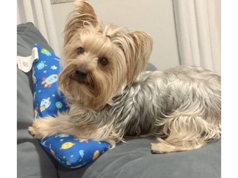 Uyguna wc eğitimli bakımlı köpeğimiz