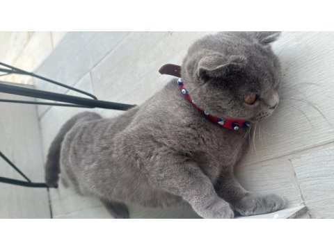 Ücretsiz sahiplendirecek takip şartı ile scottish fold